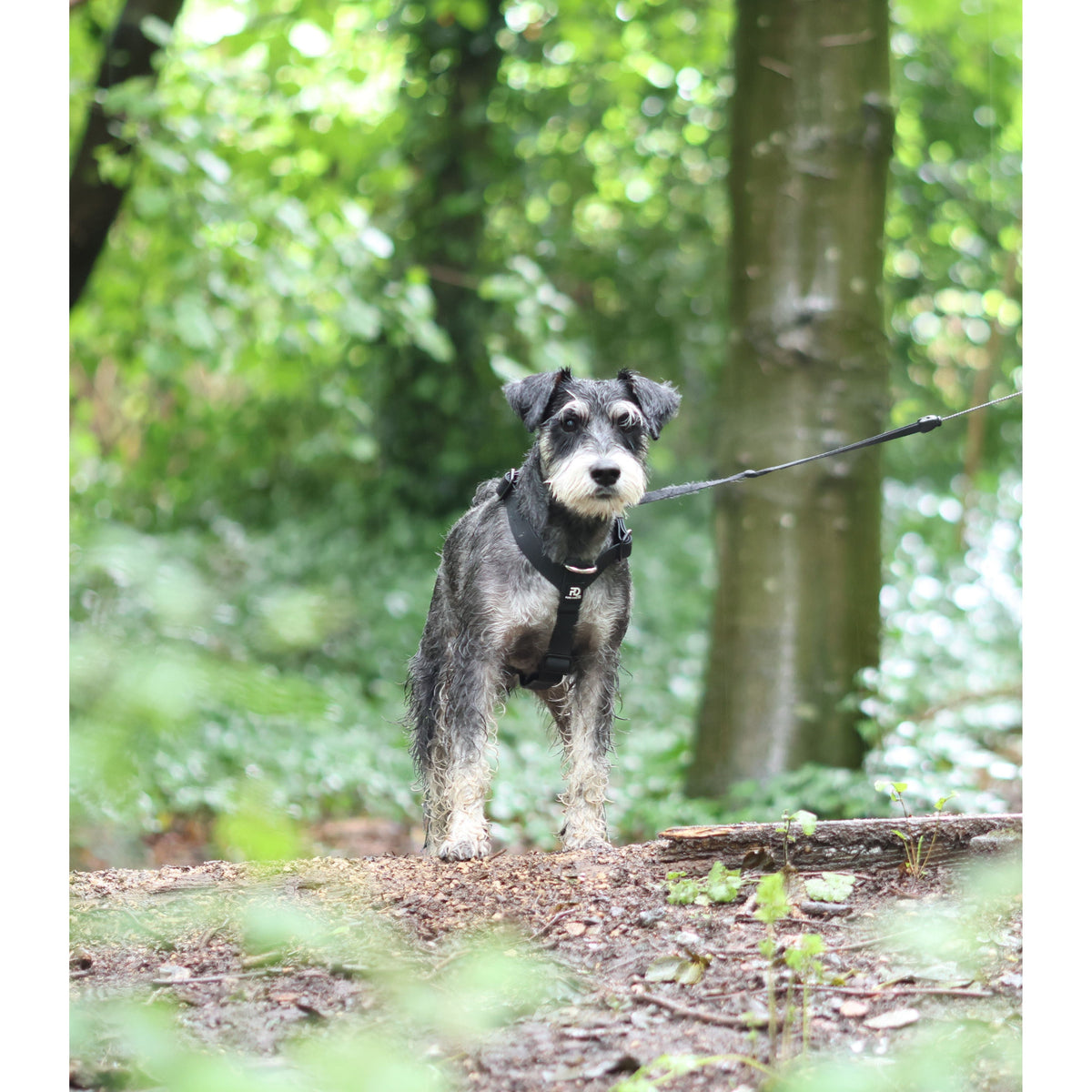 Mini Waterproof Dog Harness