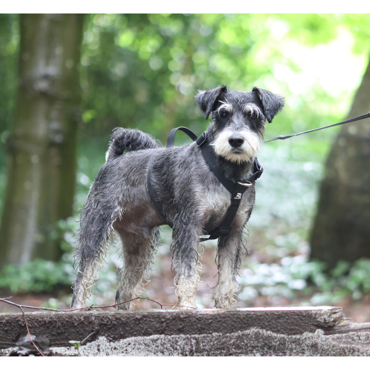 Mini Waterproof Dog Harness