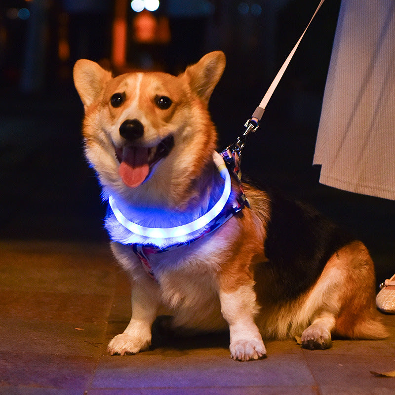 USB Rechargeable LED Dog Collar