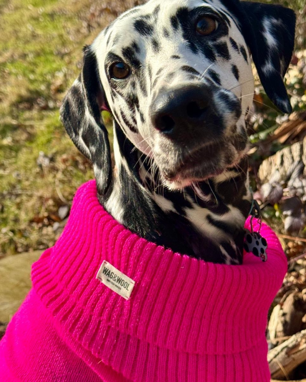 British Wool Dog Jumper 🐾