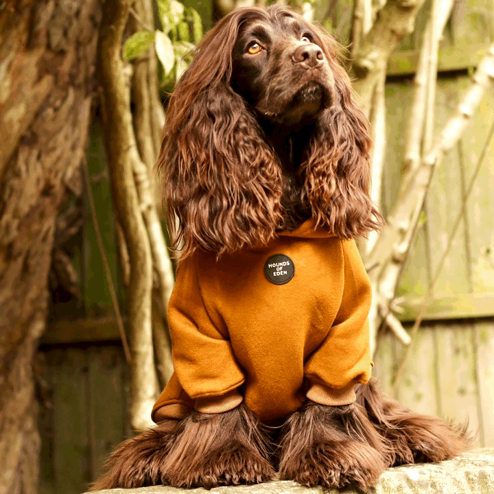 Grey Fleece-Lined Dog Hoodie | Hounds of Eden