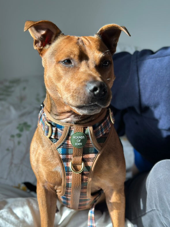 Oak Forest Plaid Supaw Strong Lite™ Dog Harness 🌲