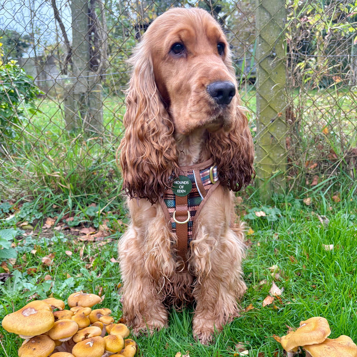 Oak Forest Plaid Supaw Strong Lite™ Dog Harness 🌲