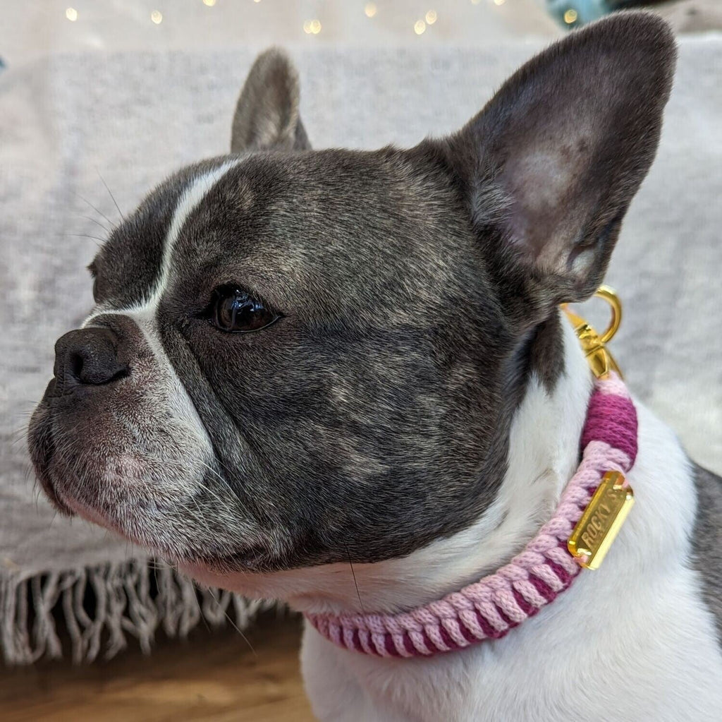 Make Your Own Dog Collar & Friendship Bracelet Kit - PINK🐾