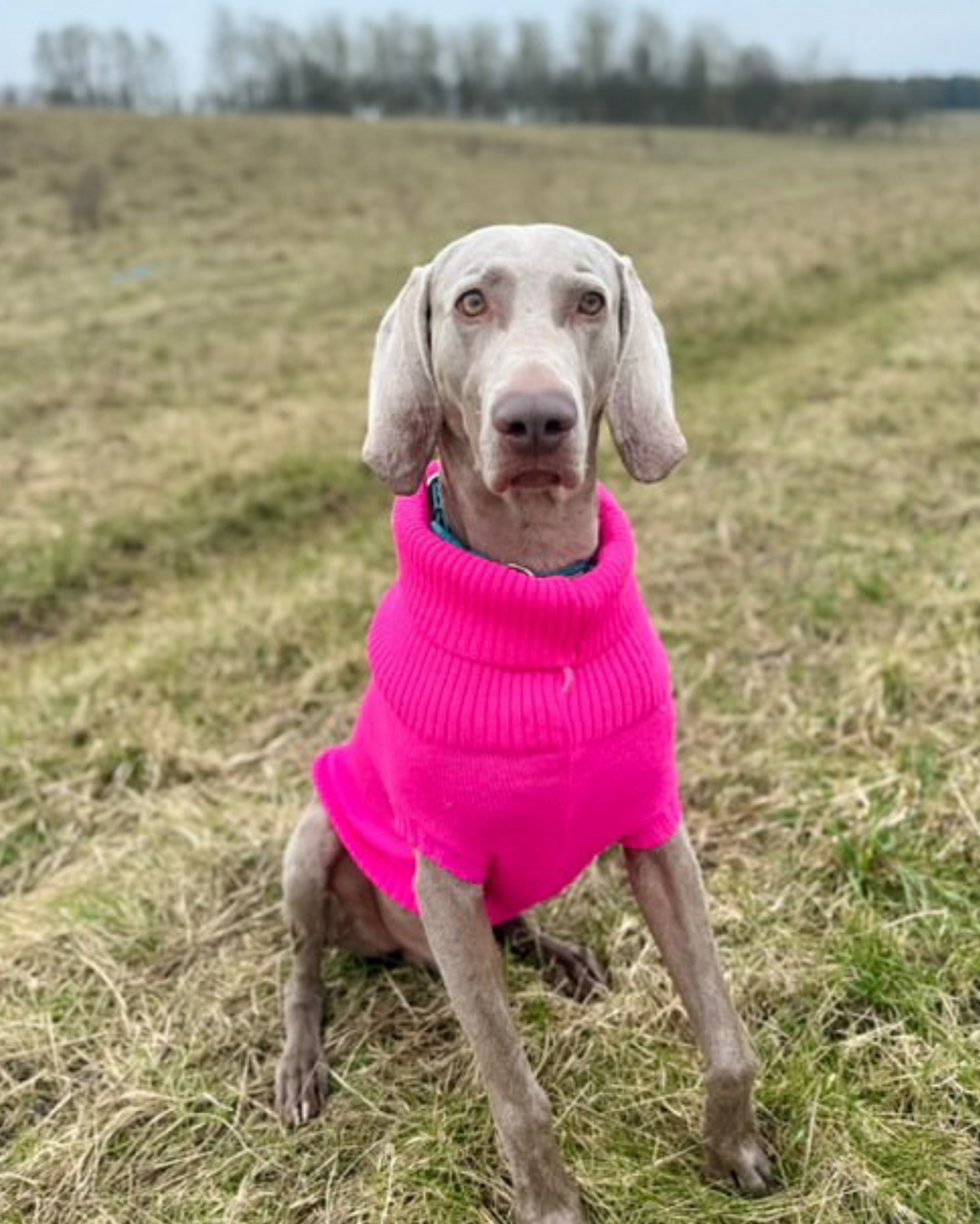 British Wool Dog Jumper 🐾