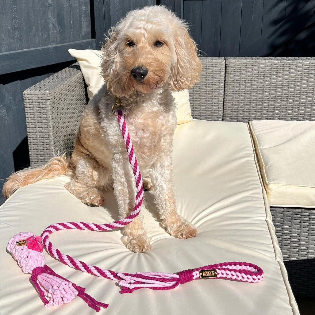 Make Your Own Dog Lead Craft Kit – Pink 🐾