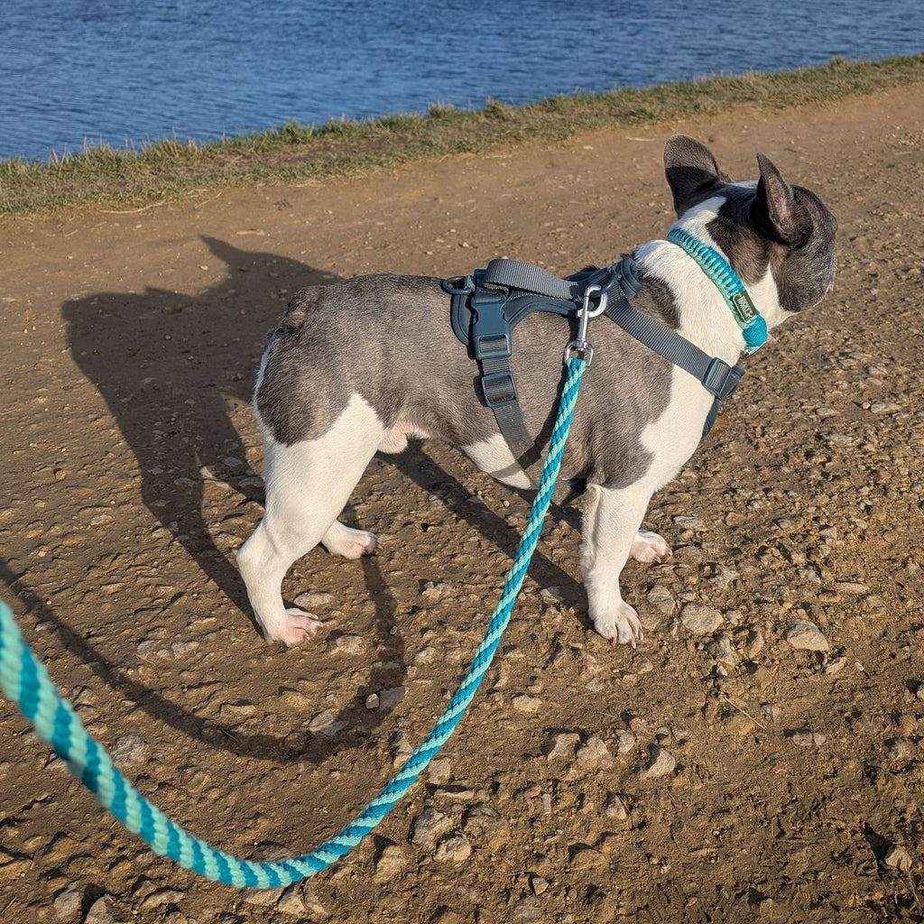 Make Your Own Dog Lead Craft Kit – Mint 🐾