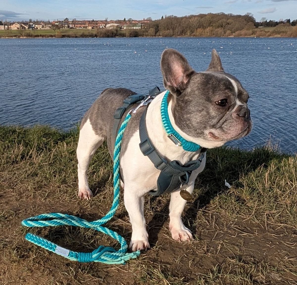 Make Your Own Dog Lead Craft Kit – Mint 🐾