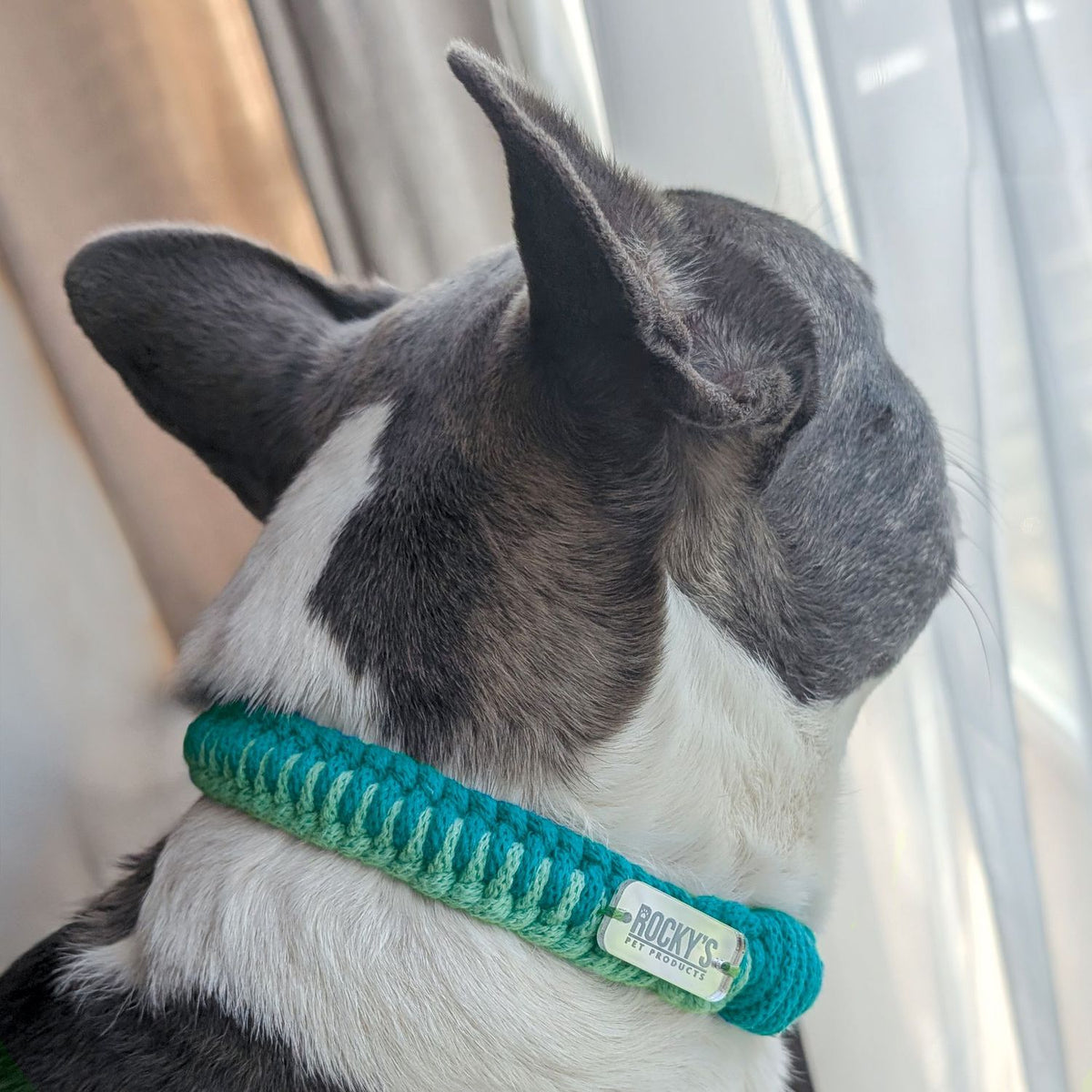 Make Your Own Dog Collar & Friendship Bracelet Kit 🐾 – Mint