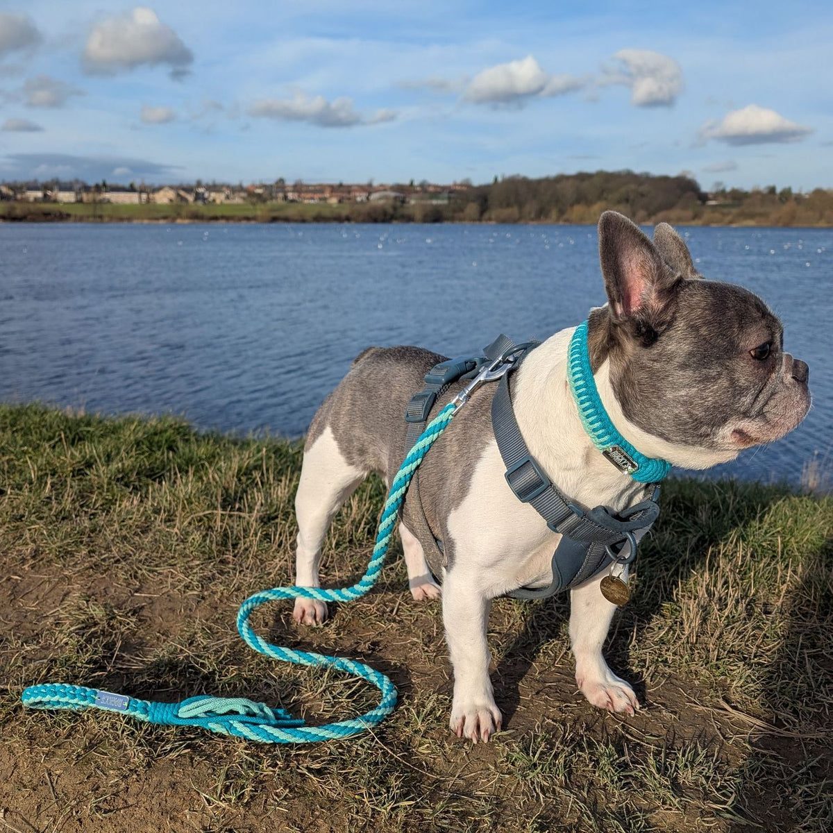 Make Your Own Dog Collar & Friendship Bracelet Kit 🐾 – Mint