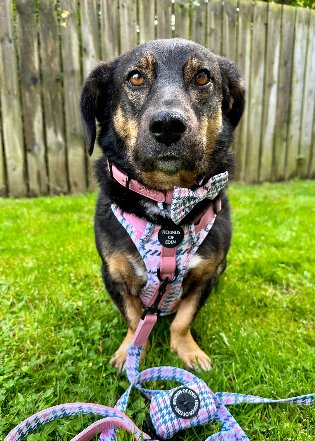 Pink Houndstooth Vegan Leather Dog Collar