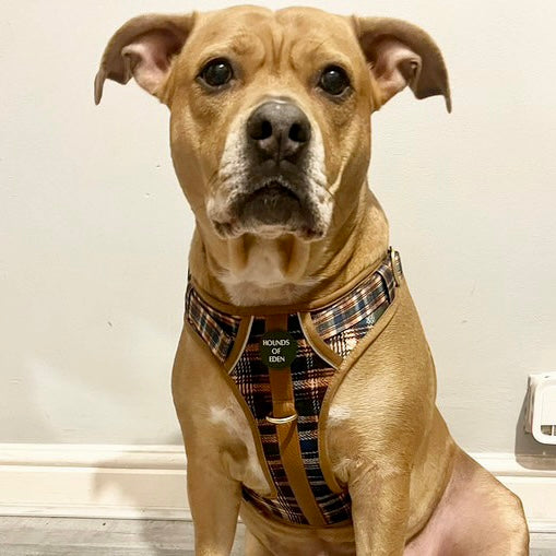Oak Forest Plaid Supaw Strong Lite™ Dog Harness 🌲