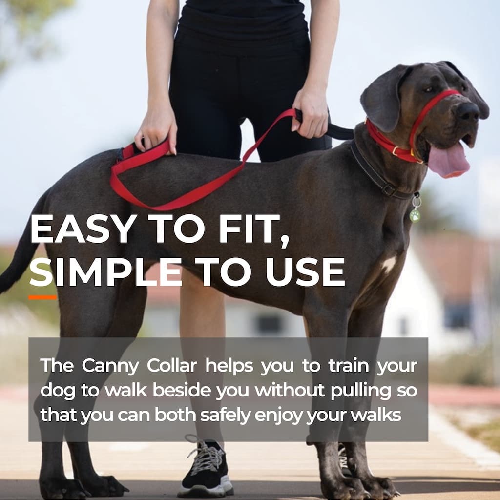Canny Collar | No-Pull Dog Headcollar