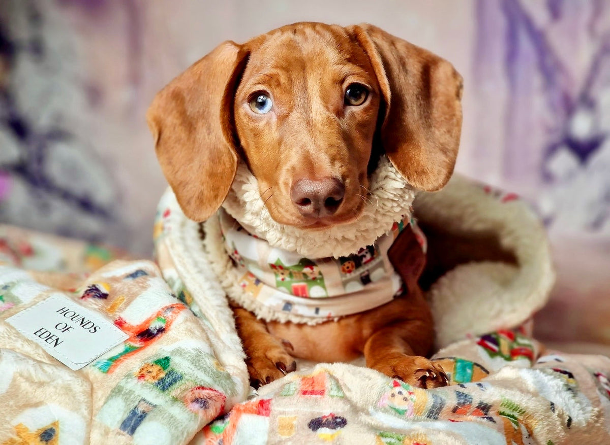 Doggy in the Window -  Dog Snood