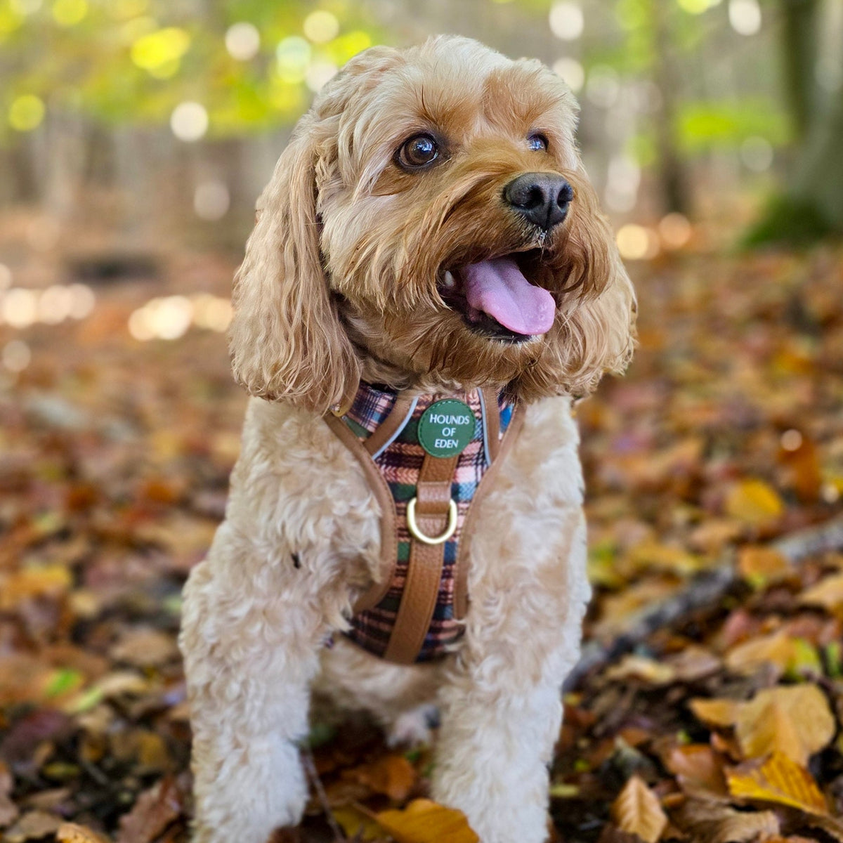 Oak Forest Plaid Supaw Strong Lite™ Dog Harness 🌲