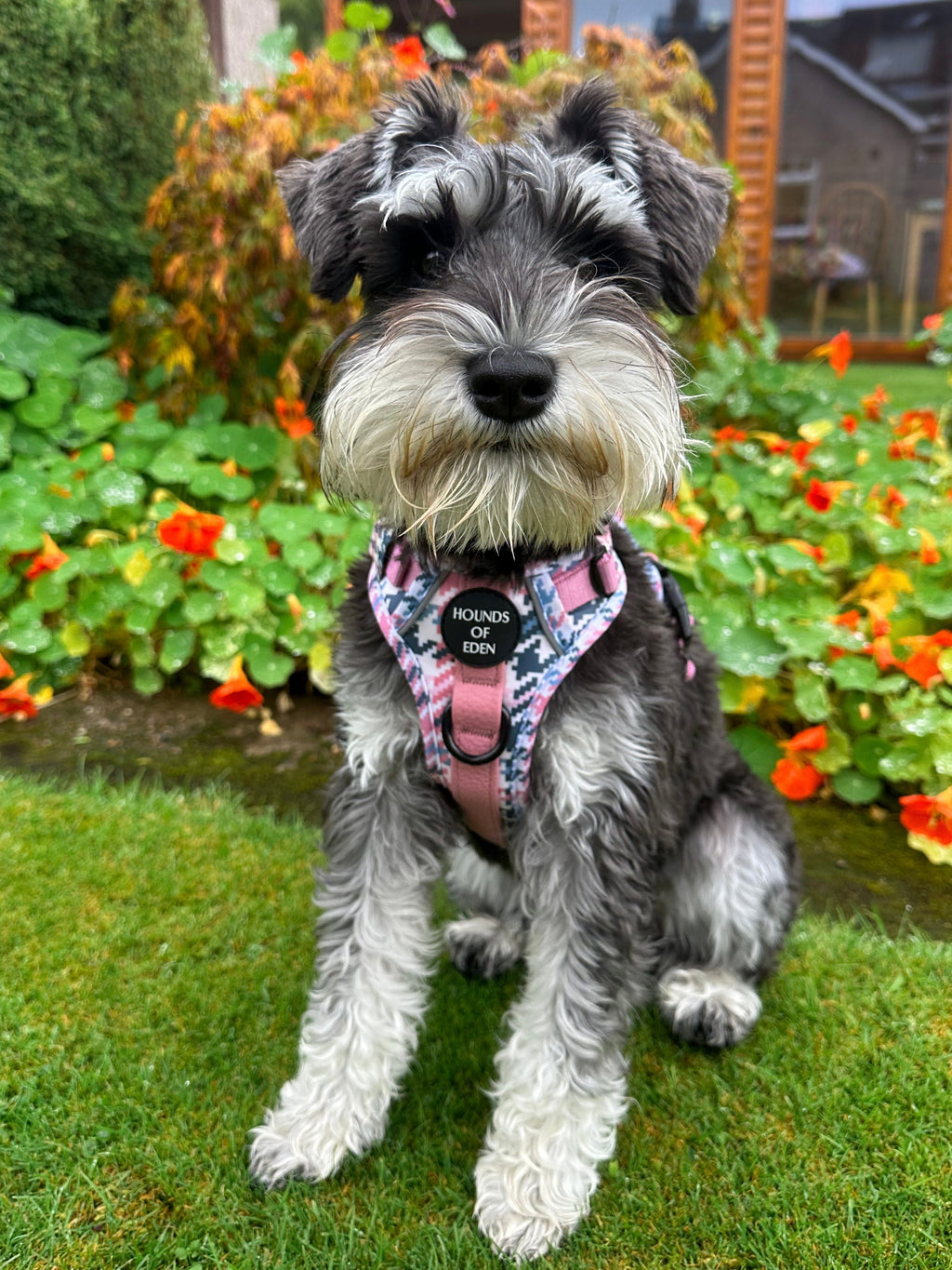 Pink Houndstooth Vegan Leather Dog Collar
