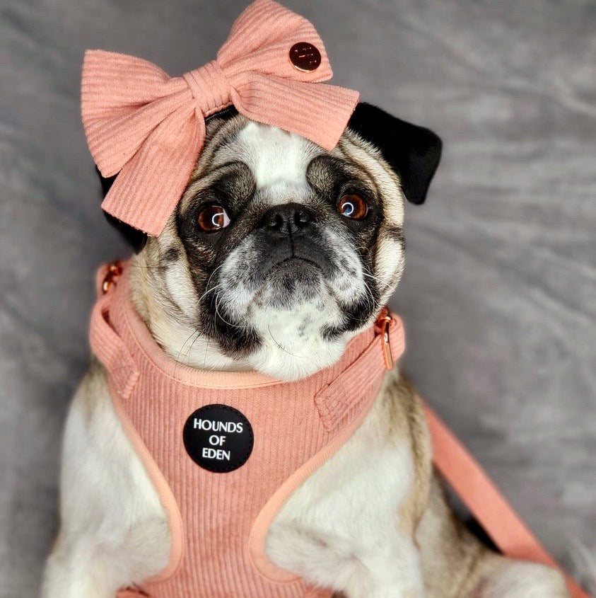 Peach Schnapps - Pink Corduroy Harness