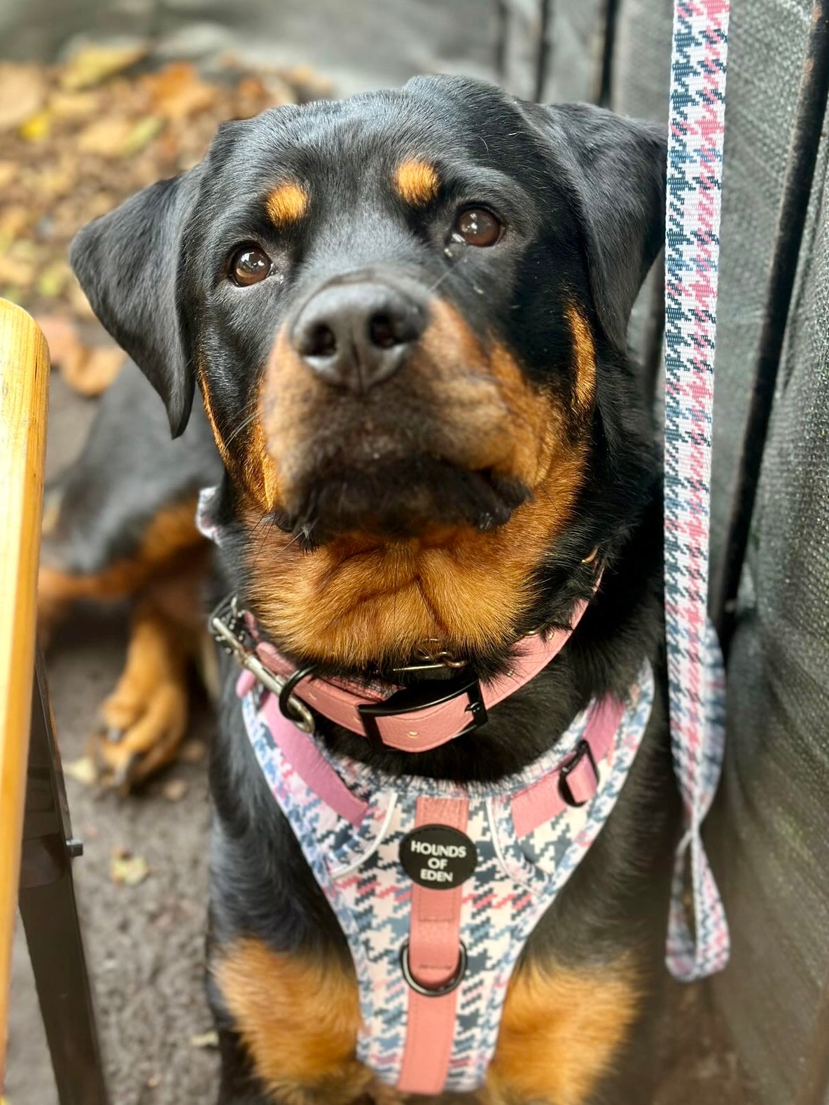 Pink Houndstooth Vegan Leather Dog Collar