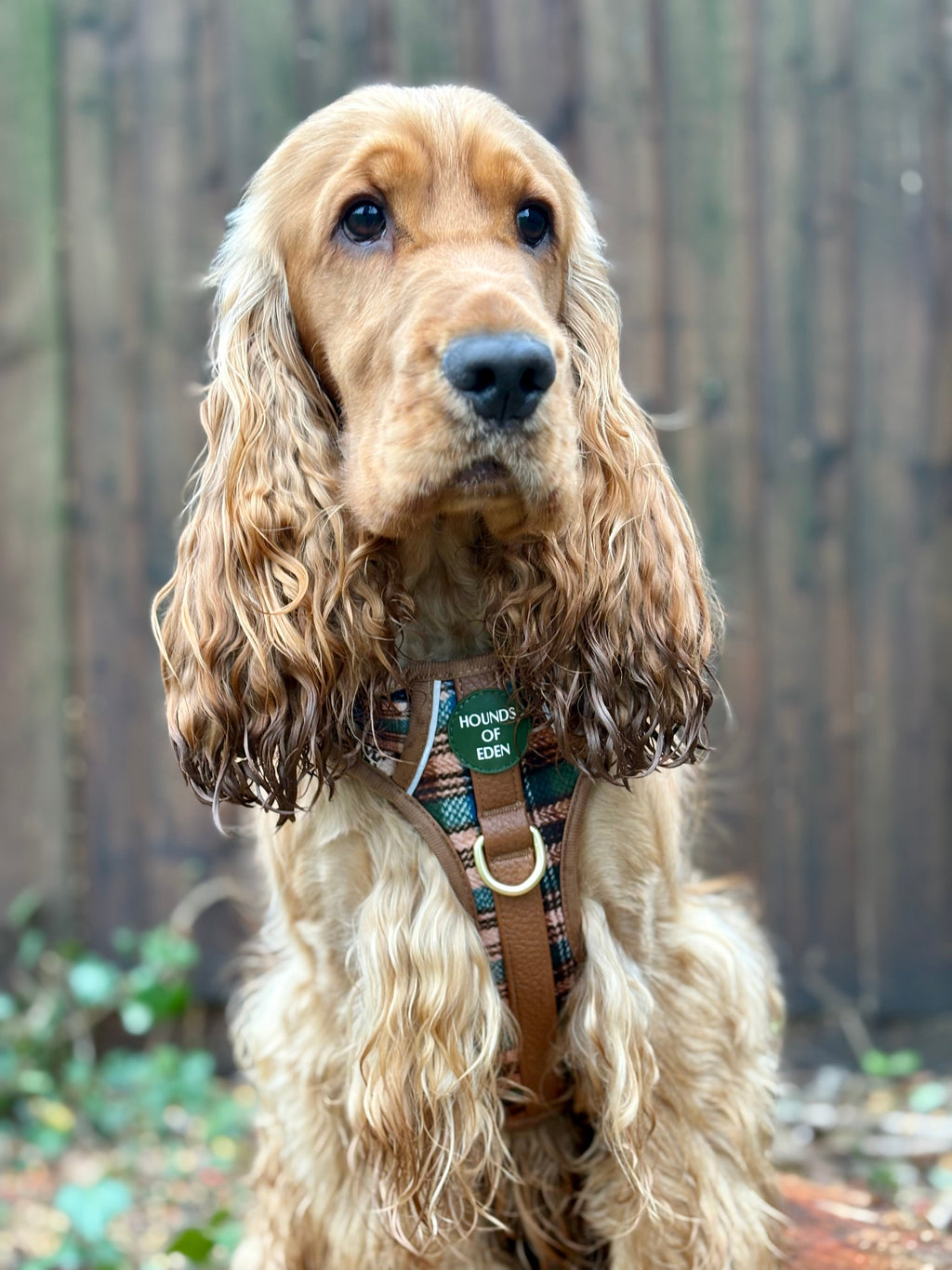 Oak Forest Plaid Supaw Strong Lite™ Dog Harness 🌲