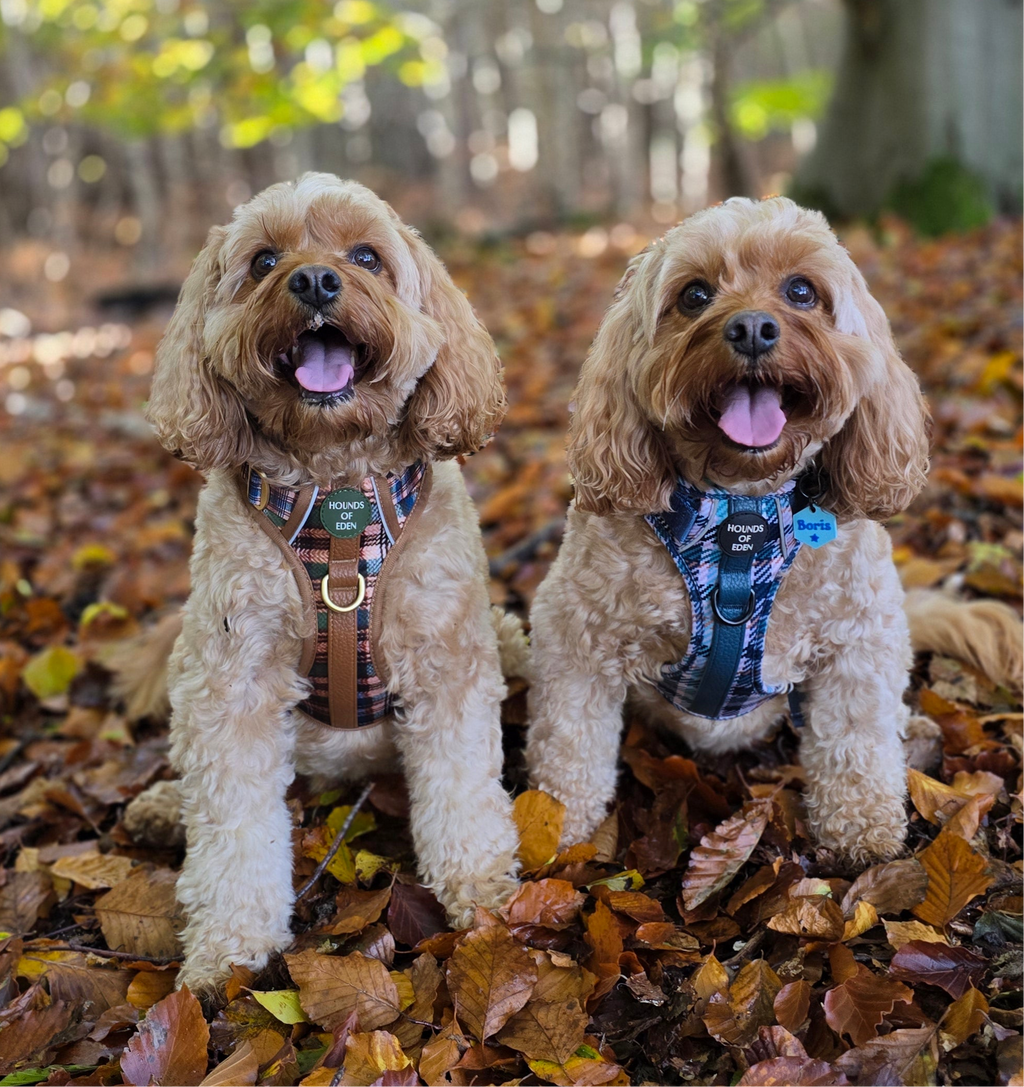 Oak Forest Plaid Supaw Strong Lite™ Dog Harness 🌲