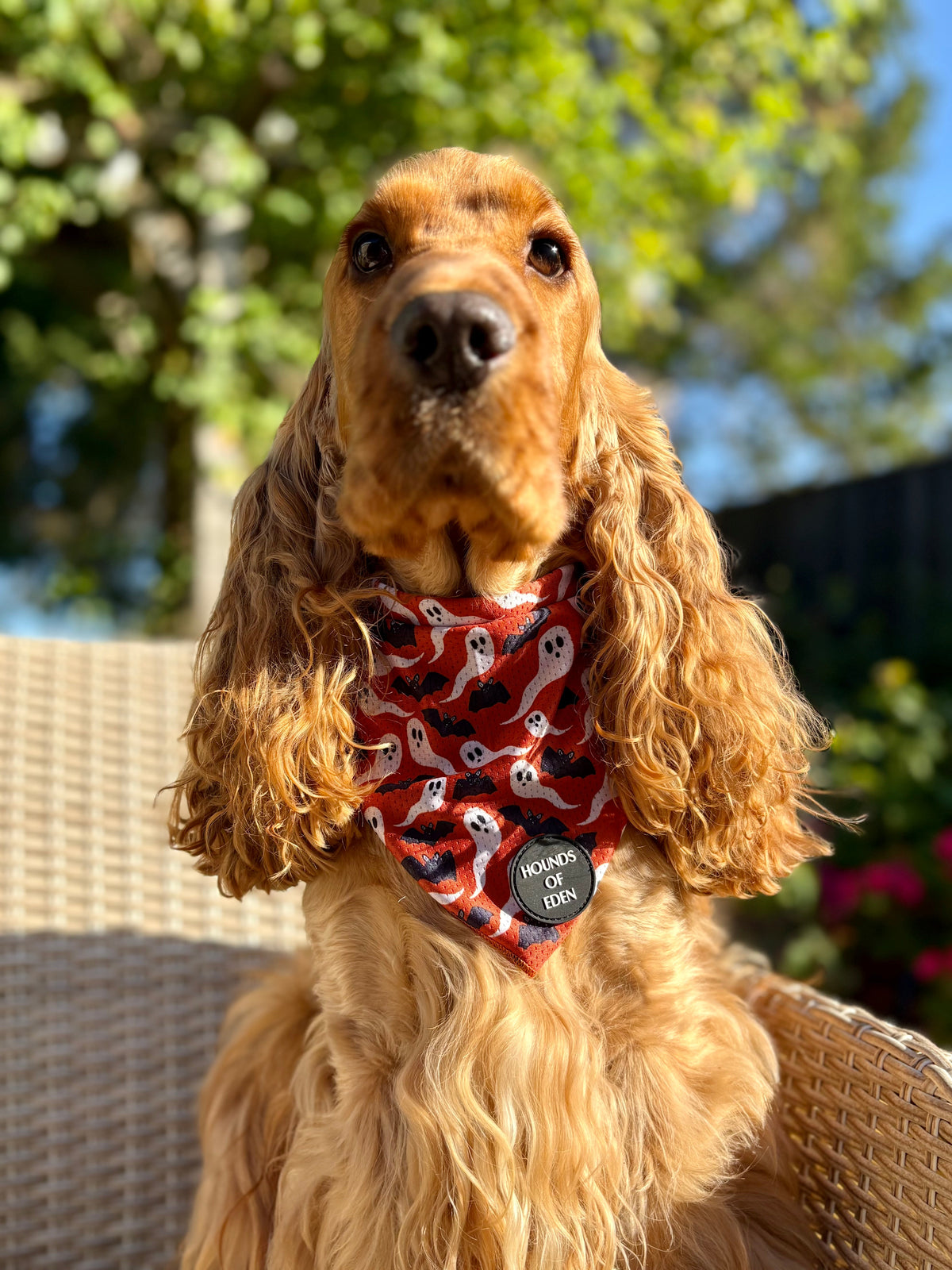 Bats & Ghosts Halloween Dog Bandana
