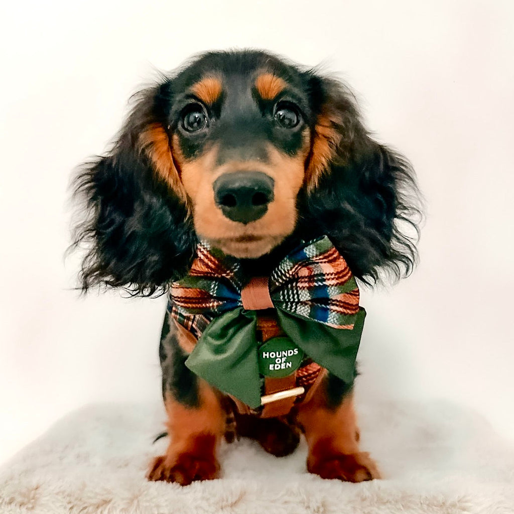 Oak Forest Plaid Supaw Strong Lite™ Dog Harness 🌲