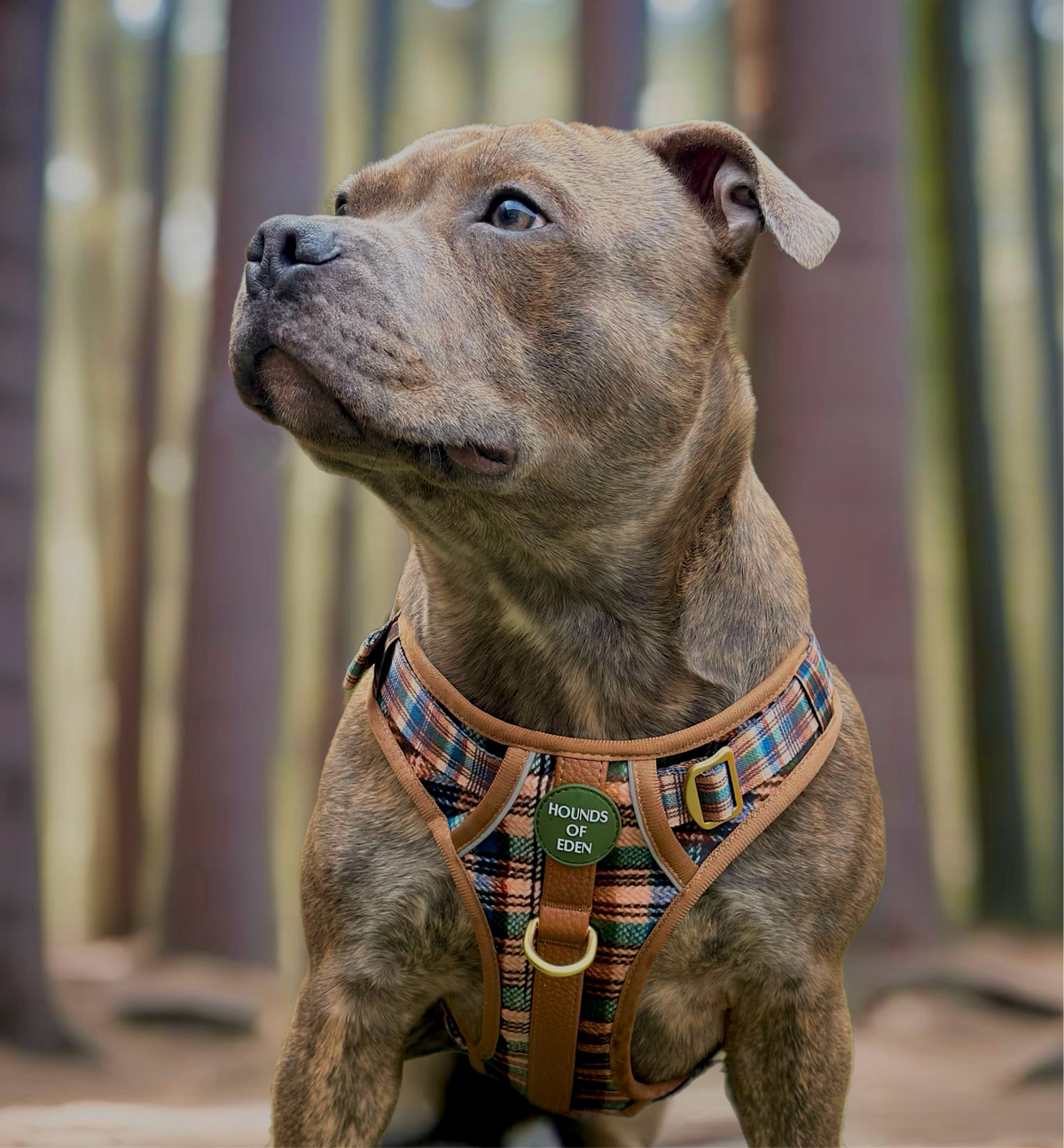 Oak Forest Plaid Supaw Strong Lite™ Dog Harness 🌲