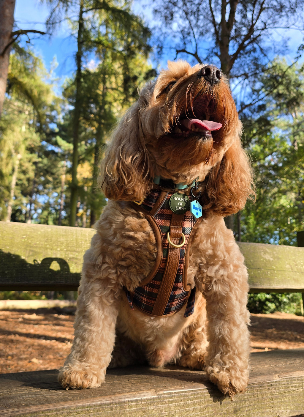 Oak Forest Plaid Supaw Strong Lite™ Dog Harness 🌲