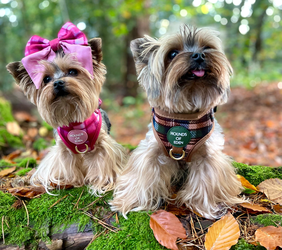 Oak Forest Plaid Supaw Strong Lite™ Dog Harness 🌲