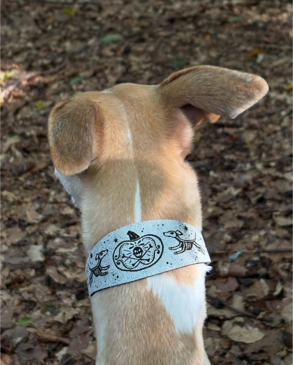 Ghosties Halloween Leather Dog Collar 👻