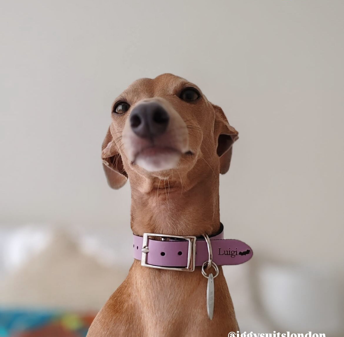 Ghosties Halloween Leather Dog Collar 👻