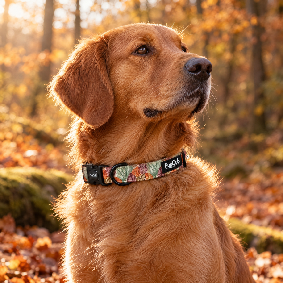 Autumn Breeze Dog Collar – PupClub Couture