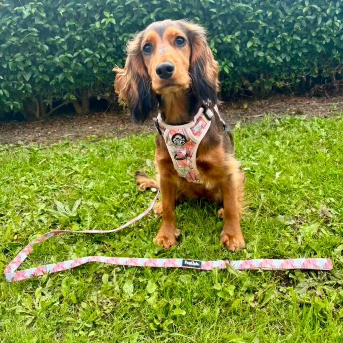 Autumn Breeze Rugged Rover™ Dog Harness – PupClub Couture