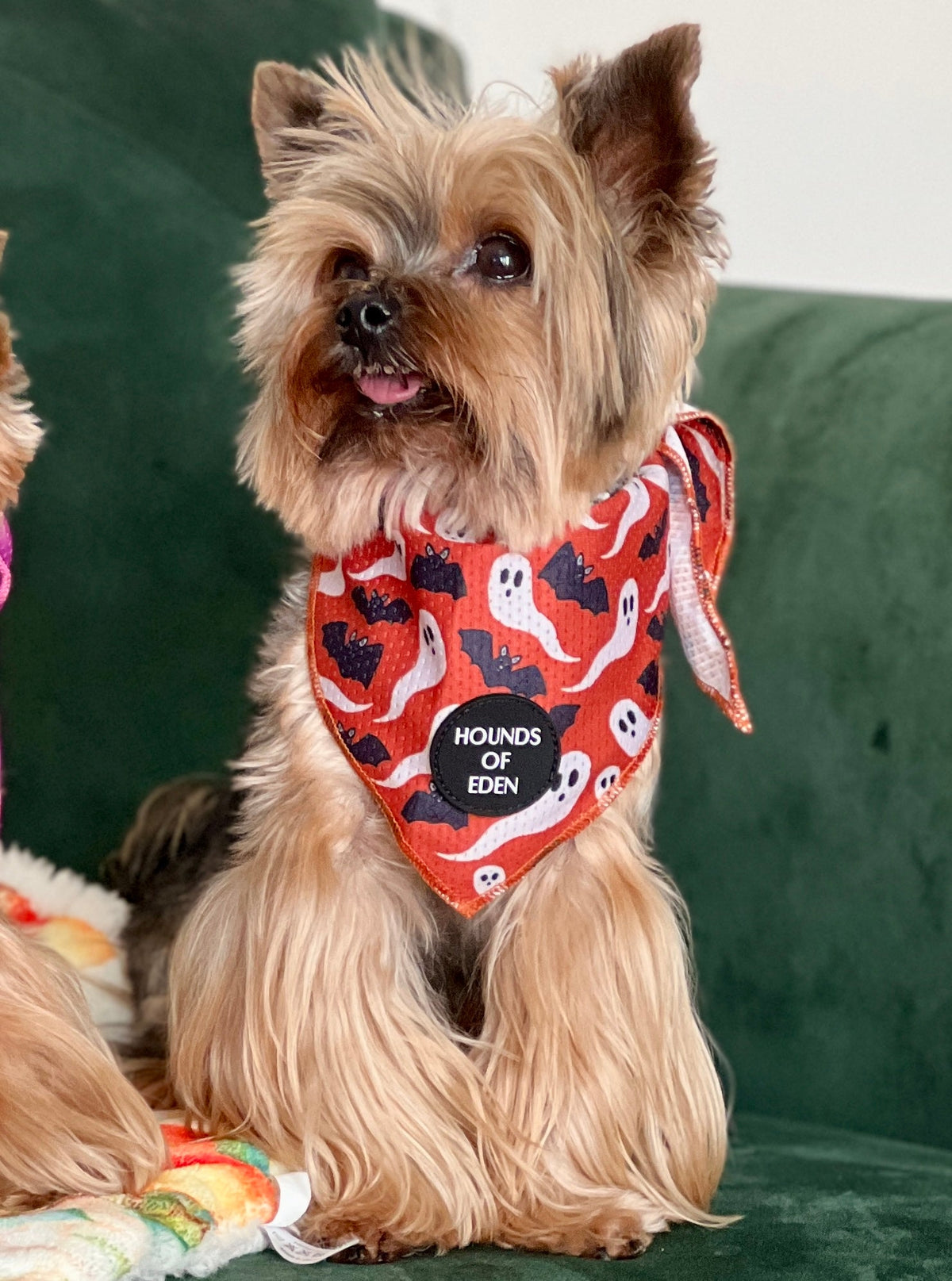 Bats & Ghosts Halloween Dog Bandana
