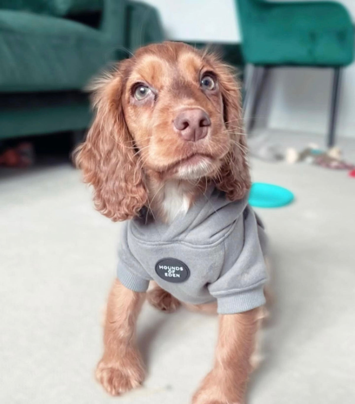 Grey Fleece-Lined Dog Hoodie | Hounds of Eden