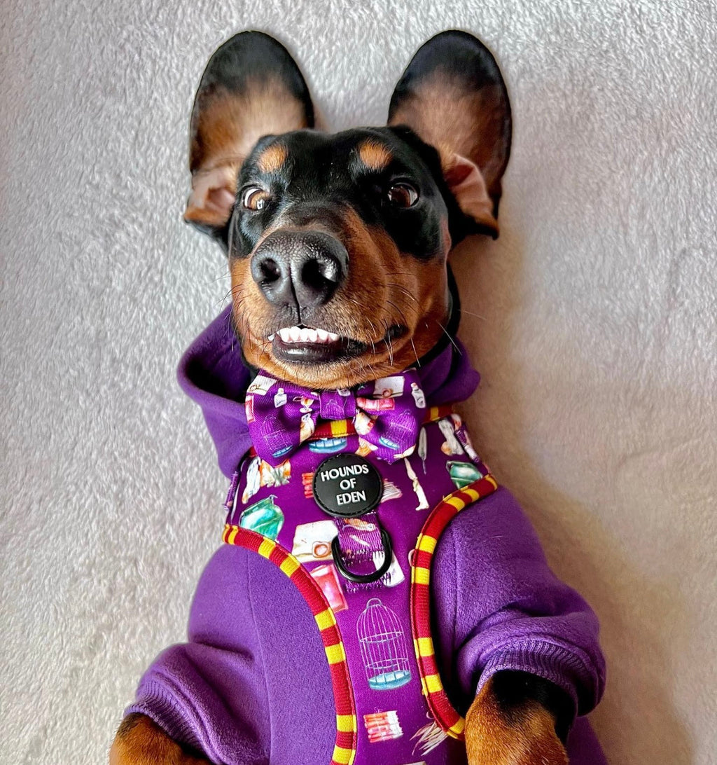 Purple Dog Hoodie