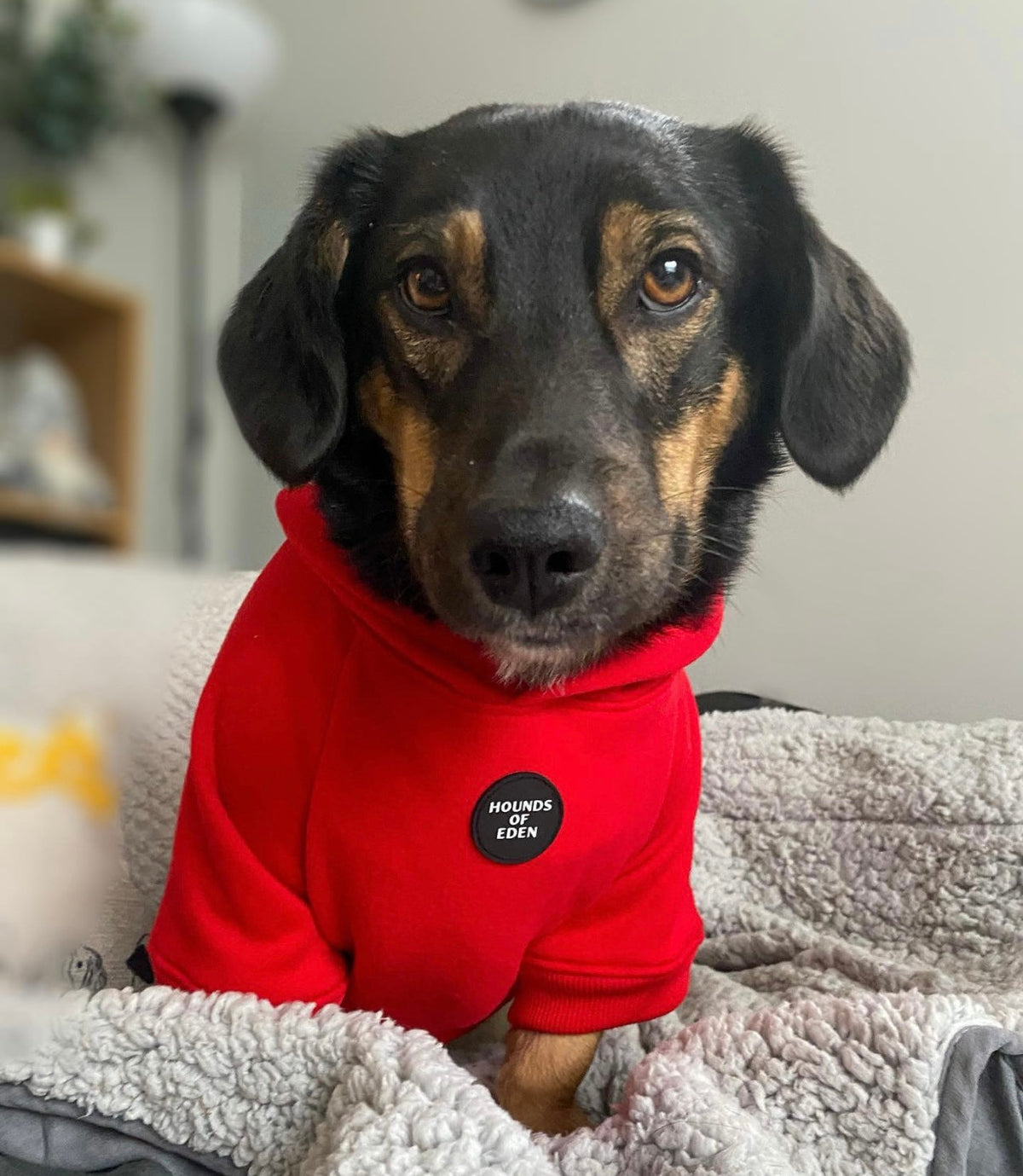 Dog Hoodie - Sky Blue