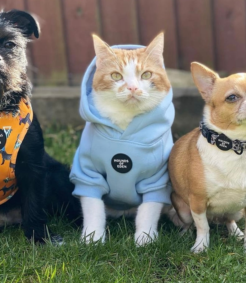 Dog Hoodie - Sky Blue