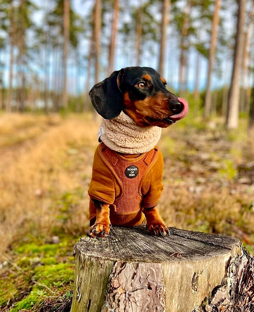 Brown Dog Hoodie
