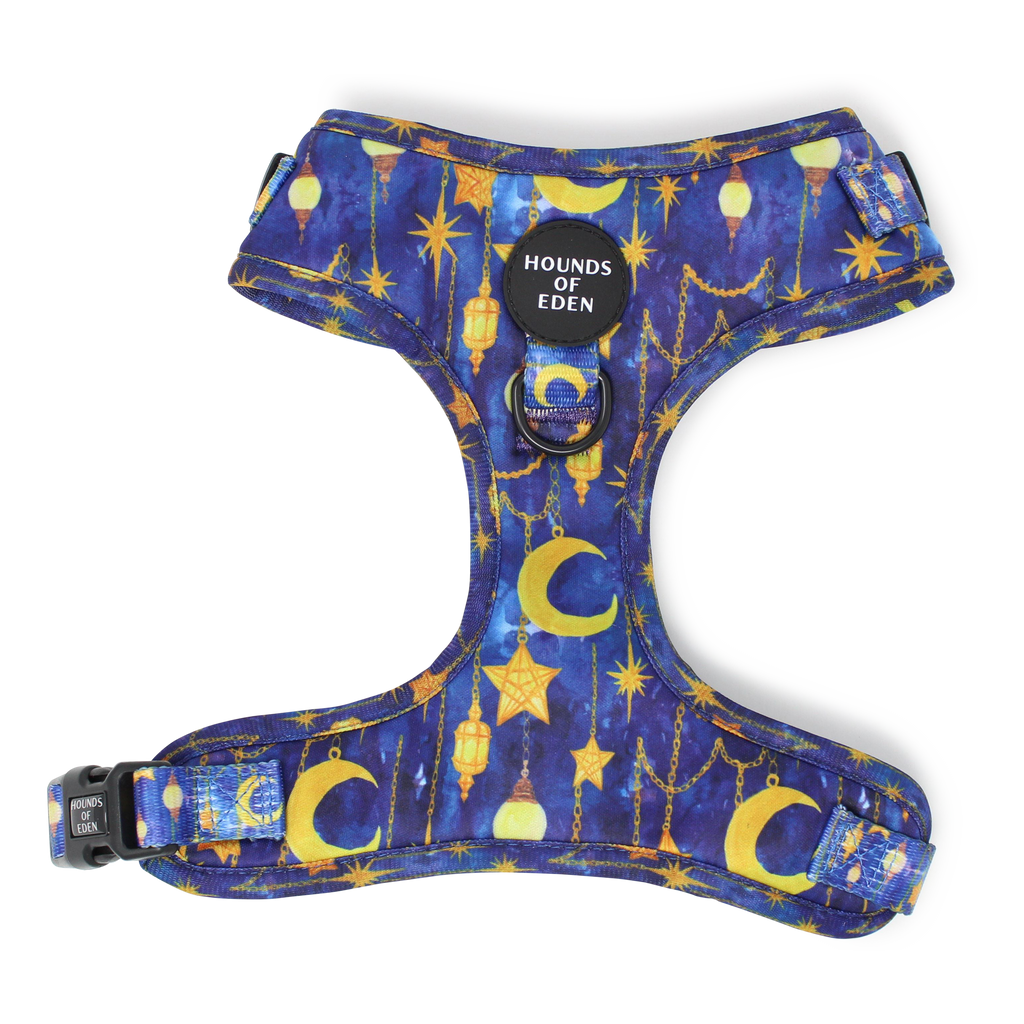 Arabian Nights - Blue and Gold Dog Harness