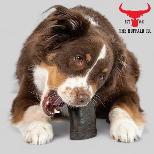 Buffalo Horn Dog Chew – Large (6-8 inch)