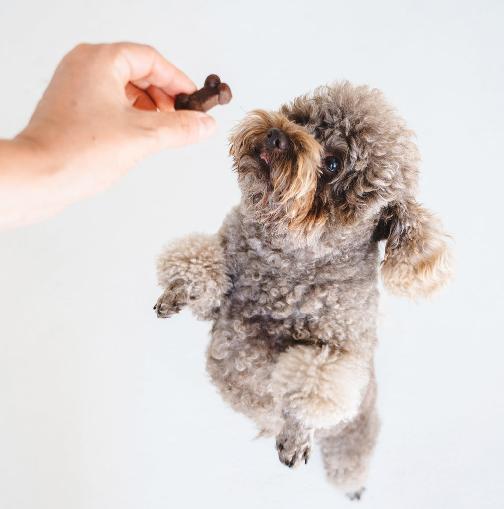Soft Bites Treat Bundle (150g)