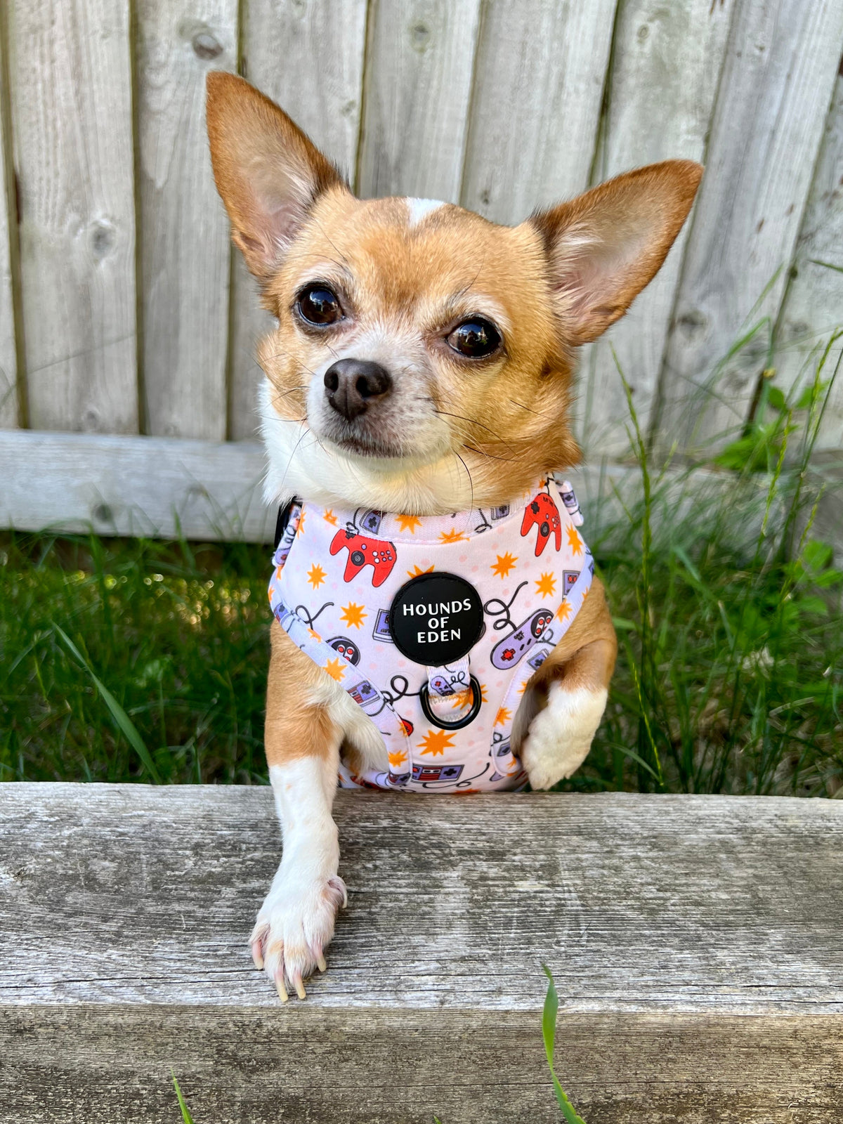 Nintendawg Design Dog Collar