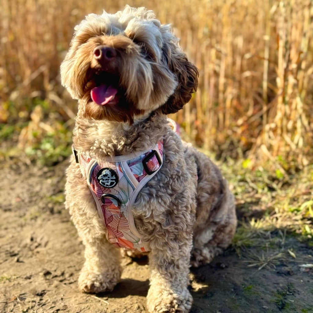 Autumn Breeze Rugged Rover™ Dog Harness – PupClub Couture