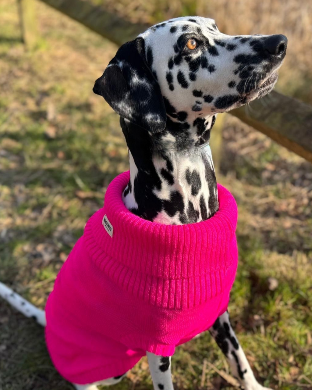 British Wool Dog Jumper 🐾