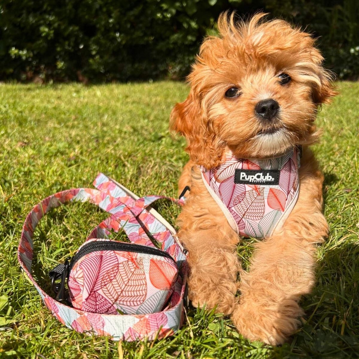 Autumn Breeze Dog Lead – PupClub Couture