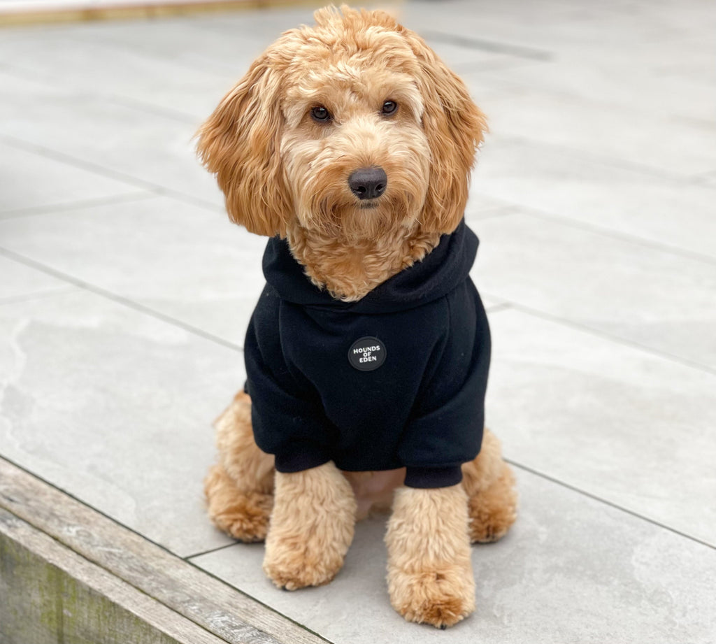 Brown Dog Hoodie