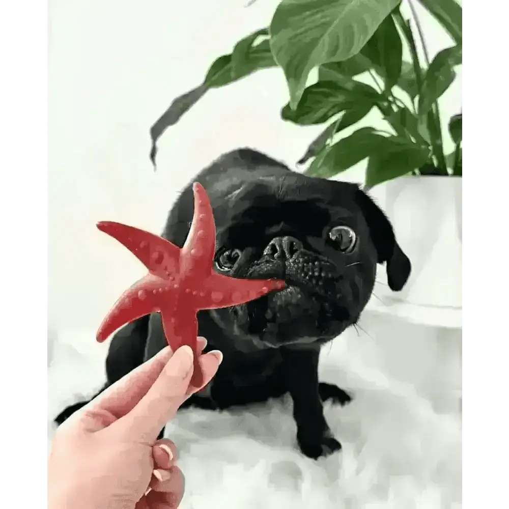 Apple & Mint Starfish Vegetable Dog Chew
