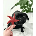 Apple & Mint Starfish Vegetable Dog Chew