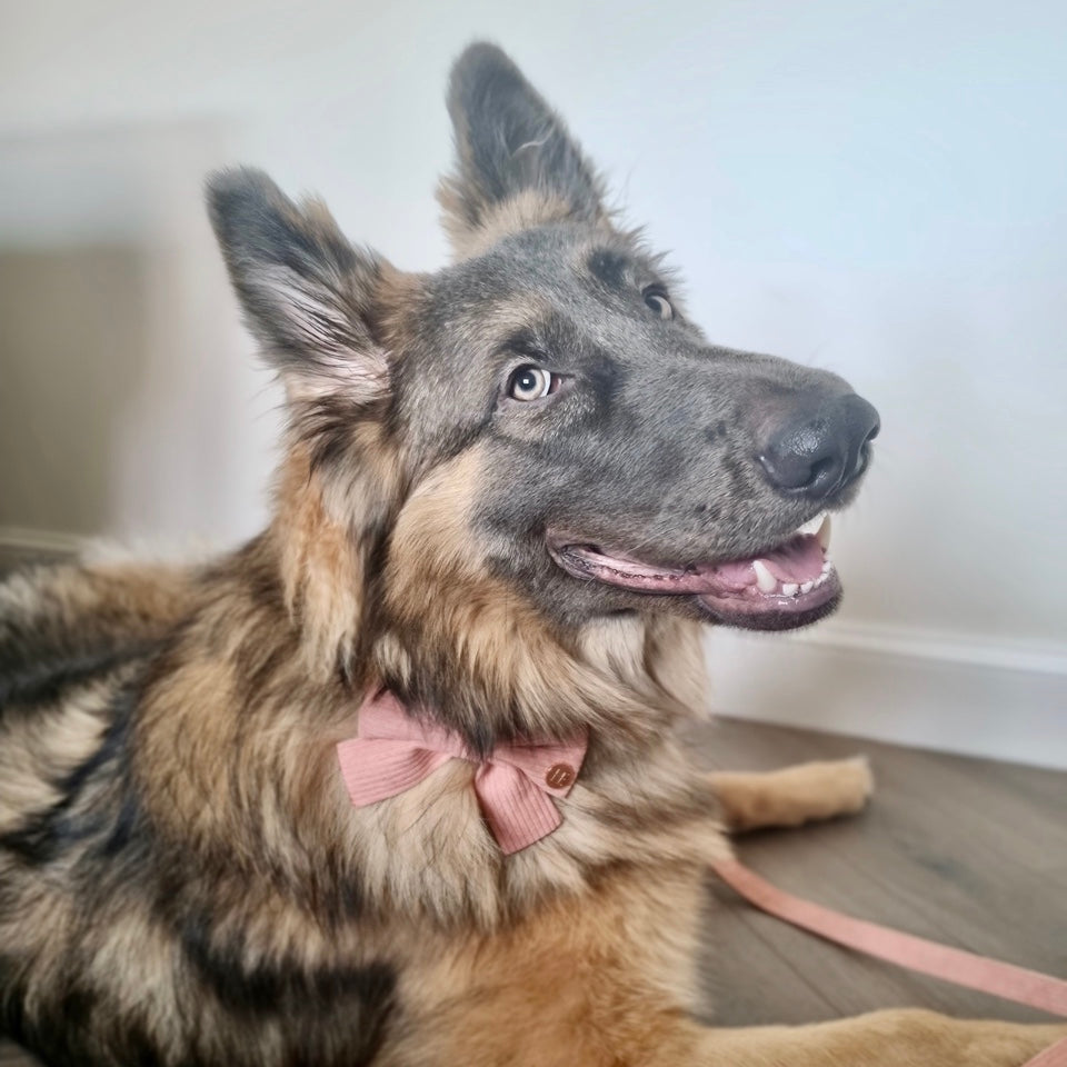 Peach Schnapps - Pink Corduroy Harness